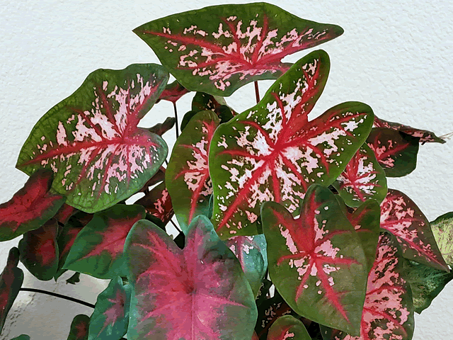 Caladium Plant