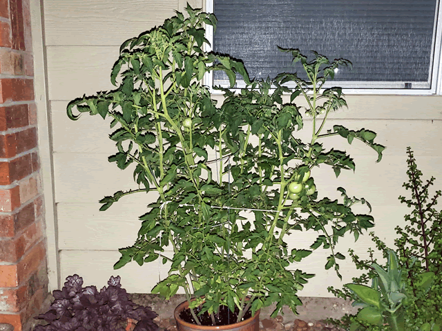 Tomato Plants